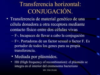 Transferencia horizontal:
           CONJUGACIÓN.
• Transferencia de material genético de una
  célula donadora a otra receptora mediante
  contacto físico entre dos células vivas
  – F-. Incapaces de llevar a cabo la conjugación
  – F+. Portadoras de un factor sexual o factor F. Es
    portador de todos los genes para su propia
    transferencia.
  • Mediada por plásmidos.
  • Hfr (High frequency of recombination): el plásmido se
    integra en el interior del cromosoma bacteriano
                         MV. FM-UNAM.
 