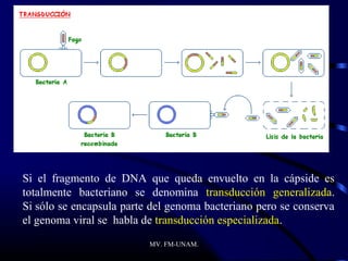 Si el fragmento de DNA que queda envuelto en la cápside es
totalmente bacteriano se denomina transducción generalizada.
Si sólo se encapsula parte del genoma bacteriano pero se conserva
el genoma viral se habla de transducción especializada.
                          MV. FM-UNAM.
 