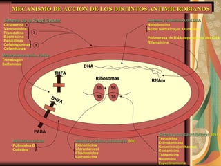 Metabolismo del ác. Folico Trimetropin Sulfamidas MECANISMO DE ACCIÓN DE LOS DISTINTOS ANTIMICROBIANOS 50 30 50 30 Ribosomas DNA DHFA THFA RNAm PABA Síntesis de la Pared Celular Cicloserina Vancomicina Ristocetina Bacitracina Penicilinas Cefalosporinas Cefamicinas 1 2 3 Síntesis y replicación del DNA Nobobiocina Ácido nilidíxico(ác. Oxolínico) Polimerasa de RNA dependiente del DNA Rifampicina Membrana celular Polimixina B Colistina Síntesis proteica (inhibidores  50s) Eritromicina Cloranfenicol Clindamicina Lincomicina Síntesis proteica(inhibidores  30s) Tetraciclina Estrectomicina Kanamicina(amikacina) Gentamicina Tobramicina Neomicina Espectinomicina 