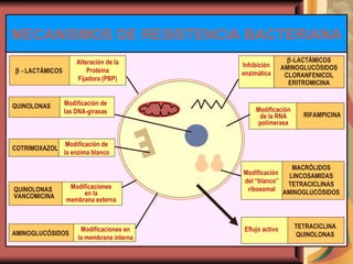 MECANISMOS DE RESISTENCIA BACTERIANA Inhibición enzimática  -LACTÁMICOS AMINOGLUCÓSIDOS CLORANFENICOL ERITROMICINA Modificación de la RNA polimerasa RIFAMPICINA    - LACTÁMICOS Alteración de la Proteína  Fijadora (PBP) QUINOLONAS Modificación de las DNA-girasas QUINOLONAS VANCOMICINA Modificaciones en la  membrana externa AMINOGLUCÓSIDOS Modificaciones en la membrana interna TETRACICLINA QUINOLONAS Eflujo activo MACRÓLIDOS LINCOSAMIDAS TETRACICLINAS AMINOGLUCÓSIDOS Modificación del “blanco” ribosomal Modificación  del “blanco” ribosomal COTRIMOXAZOL Modificación de la enzima blanco E 