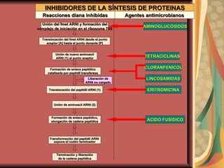 Unión del fmet ARNt y formación del complejo de iniciación en el ribosoma 70S Translocación del fmet ARNt desde el punto aceptor [A] hasta el punto donante [P] Unión de nuevo aminoacil ARNt (1) al punto aceptor Formación de enlace peptídico catalizada por peptidil transferasa Liberación de ARNt no cargado AMINOGLUCÓSIDOS TETRACICLINAS CLORANFENICOL LINCOSAMIDAS ERITROMICINA Translocación del peptidil ARNt (1) Unión de aminoacil ARNt (2) Formación de enlace peptídico, elongación de cadena peptídica Transformación del peptidil ARNt  expone el codón terminador Terminación y liberación de la cadena peptídica ÁCIDO FUSÍDICO INHIBIDORES DE LA SÍNTESIS DE PROTEINAS Reacciones diana inhibidas Agentes antimicrobianos 
