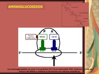 AMINOGLUCOSIDOS  Los aminoglucósidos se unen a la proteína S12 de la subunidad 30S. Inducen errores de lectura del RNAm e inhiben la formación de cadenas peptídicas.  