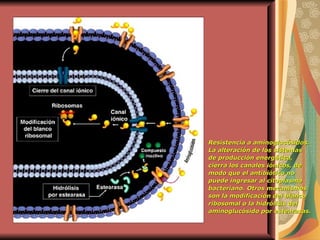 Resistencia a aminoglucósidos. La alteración de los sistemas de producción energética, cierra los canales iónicos, de modo que el antibiótico no puede ingresar al citoplasma bacteriano. Otros mecanismos son la modificación del blanco ribosomal o la hidrólisis del aminoglucósido por estearasas.   