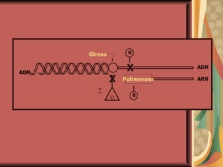 1.  Polimerasa X X o R R ADN ARN Girasa 2. ADN 