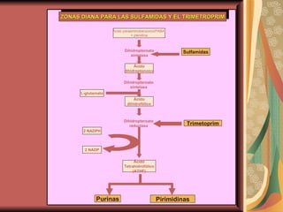 Ácido paraaminobenzoico(PABA) + pteridina Ácido dihidroptanoico Sulfamidas L-glutamato Ácido dihidrofólico Trimetoprim 2 NADPH 2 NADP Ácido Tetrahidrofólico (ATHF) Purinas Pirimidinas Dihidropteroato sintetasa Dihidropteroato sintetasa Dihidropteroato reductasa ZONAS DIANA PARA LAS SULFAMIDAS Y EL TRIMETROPRIM 