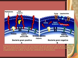 Composición de la envoltura de las bacterias gram positivas (A) y gram negativas (B). Las proteínas fijadoras de penicilina están localizadas sobre la membrana citoplasmática y a ellas se fijan los antibióticos ß-lactámicos.   
