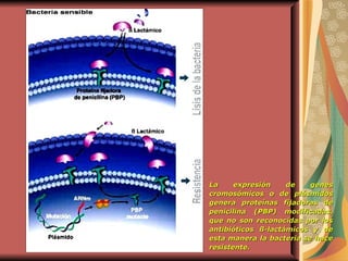 La expresión de genes cromosómicos o de plásmidos genera proteínas fijadoras de penicilina (PBP) modificadas, que no son reconocidas por los antibióticos ß-lactámicos y de esta manera la bacteria se hace resistente.   