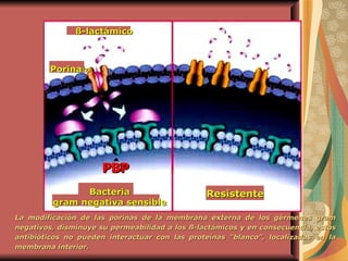 La modificación de las porinas de la membrana externa de los gérmenes gram negativos, disminuye su permeabilidad a los ß-lactámicos y en consecuencia, estos antibióticos no pueden interactuar con las proteínas "blanco", localizadas en la membrana interior.   Resistente Bacteria gram negativa sensible PBP ß -lactámico Porina  