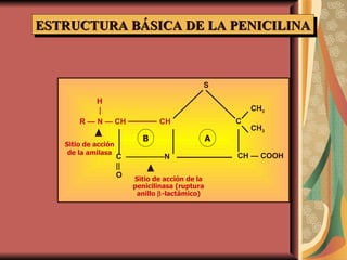 ESTRUCTURA BÁSICA DE LA PENICILINA H | R  — N — CH  ———  CH C  —————N || O S C CH 3 CH 3 CH  — COOH B A Sitio de acción de la amilasa Sitio de acción de la penicilinasa (ruptura anillo   -lactámico) 