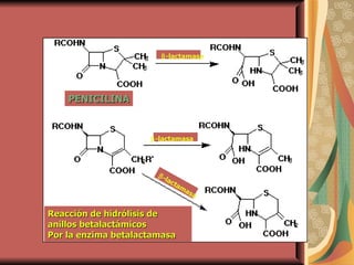  -lactamasa  -lactamasa  -lactamasa Reacción de hidrólisis de anillos betalactámicos Por la enzima betalactamasa PENICILINA 