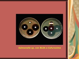 Salmonella  sp. con BLEA a Cefuroxima 