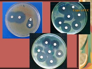 Cepa ATCC 