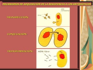 MECANISMOS DE ADQUISICIÓN DE LA RESISTENCIA A LOS ANTIBIÓTICOS TRANSDUCCIÓN: CONJUGACIÓN : TRANSFORMACIÓN: 