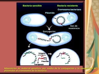 Adquisición de material genético, por medio de la conjugación y la integración de plásmidos al cromosoma de la bacteria. 