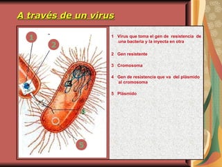 A través de un virus 1  Virus que toma el gen de  resistencia  de una bacteria y la inyecta en otra 2  Gen resistente 3  Cromosoma 4  Gen de resistencia que va  del  p lásmido al cromosoma 5  Plásmido 3 1 2 5 4 