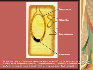 En las bacterias, el intercambio rápido de genes es posible por la estructura de su genoma. Además de los elementos de la figura, también pueden ser transferidos fragmentos de ADN libres (del cromosoma, plásmido, transposón e integrón, o presentes en bacteriófagos).   Cromosoma Plásmidos Transposones Integrones 