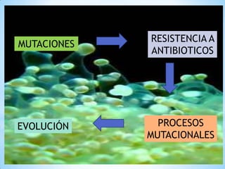 MUTACIONES

EVOLUCIÓN

RESISTENCIA A
ANTIBIOTICOS

PROCESOS
MUTACIONALES

 