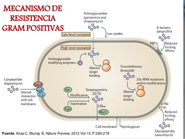 Resistencia bacteriana