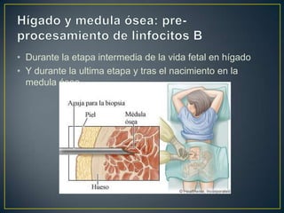 • Durante la etapa intermedia de la vida fetal en hígado
• Y durante la ultima etapa y tras el nacimiento en la
medula ósea.

 
