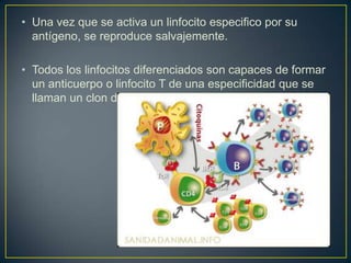 • Una vez que se activa un linfocito especifico por su
antígeno, se reproduce salvajemente.

• Todos los linfocitos diferenciados son capaces de formar
un anticuerpo o linfocito T de una especificidad que se
llaman un clon de linfocitos

 