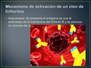 • Anticuerpos: Se presenta el antígeno se une al
anticuerpo de la membrana del linfocito B y se provoca
un proceso de activación.

 