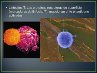 • Linfocitos T: Las proteínas receptoras de superficie
(marcadores de linfocito T), reaccionan ante el antígeno
activados.

 