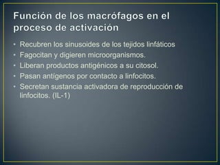 •
•
•
•
•

Recubren los sinusoides de los tejidos linfáticos
Fagocitan y digieren microorganismos.
Liberan productos antigénicos a su citosol.
Pasan antígenos por contacto a linfocitos.
Secretan sustancia activadora de reproducción de
linfocitos. (IL-1)

 