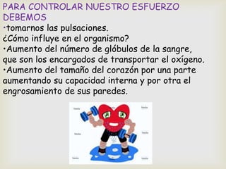 PARA CONTROLAR NUESTRO ESFUERZO
DEBEMOS
•tomarnos las pulsaciones.
¿Cómo influye en el organismo?
•Aumento del número de glóbulos de la sangre,
que son los encargados de transportar el oxígeno.
•Aumento del tamaño del corazón por una parte
aumentando su capacidad interna y por otra el
engrosamiento de sus paredes.
 