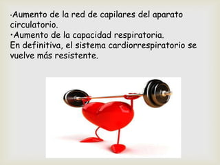•Aumento de la red de capilares del aparato
circulatorio.
•Aumento de la capacidad respiratoria.
En definitiva, el sistema cardiorrespiratorio se
vuelve más resistente.
 