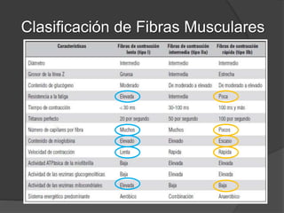 BASES BIOLÓGICAS
Prueba de esfuerzo progresivo …
 A medida que la intensidad del esfuerzo (lineal)
la FC y el VO2 (lineal también).
 Hasta llegar a un punto en donde la persona no va a
poder continuar y se va a detener.
Generalmente este punto
coincide con la FC máx
y el VO2 máx.
 