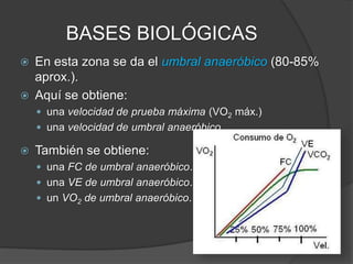 BASES BIOLÓGICAS
 El comportamiento del ácido láctico hasta el umbral
anaeróbico se mantiene entre 2-3 mM/L (hasta 4 mM/L).
 En la gran mayoría de las personas el umbral anaeróbico
es de alrededor de 3-4 mM/L en sangre.
 En general las pruebas que determinan el VO2 máx. arrojan
valores de lactato entre 7-10 mM/L.
 