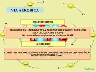 VIA AERÒBICA CICLE DE KREBS ß -OXIDACIÓ CONSISTEIX EN L’OXIDACIÓ DE LA GLUCOSA AMB L’OXIGEN QUE ENTRA A LA CÈL·LULA. (DE 3’ A 90’) Per cada molècula de glucosa se n’obtenen 36 ATP. CONSISTEIX EN L’OXIDACIÓ DELS ÀCIDS GRASSOS. REQUEREIX UNA PRESÈNCIA IMPORTANT D’OXIGEN. (hores) PÀJARA 