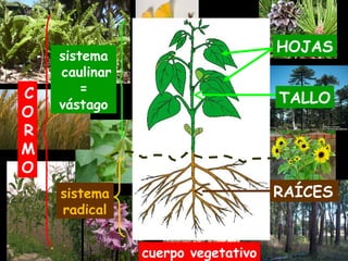 sistema
radical
HOJAS
C
O
R
M
O
TALLO
RAÍCES
sistema
caulinar
=
vástago
cuerpo vegetativo
 