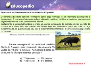 Educoquiz 3 – O que mais você aprendeu? – 4ª questão
Em um zoológico há um tamanduá bandeira
filhote de 7 meses, para preservá-lo ele só recebe 15
visitas de 10 em 10 minutos. Ao final de 8 horas de
visita, ele foi visto por quantas pessoas?
O tamanduá-bandeira também conhecido como papa-formigas, é um mamífero quadrúpede e
desdentado, é um animal de aspecto bem diferente, solitário, pacífico e cauteloso que costuma
caçar tanto durante o dia como durante a noite.
Infelizmente o tamanduá-bandeira é mais um animal ameaçado de extinção devido ao fato do
homem estar destruindo seu habitat. Os fatores que têm contribuído para isso são: a caça
indiscriminada, as queimadas (e seu pelo é extremamente inflamável) e o avanço da agropecuária
no cerrado
O tamanduá-bandeira também conhecido como papa-formigas, é um mamífero quadrúpede e
desdentado, é um animal de aspecto bem diferente, solitário, pacífico e cauteloso que costuma
caçar tanto durante o dia como durante a noite.
Infelizmente o tamanduá-bandeira é mais um animal ameaçado de extinção devido ao fato do
homem estar destruindo seu habitat. Os fatores que têm contribuído para isso são: a caça
indiscriminada, as queimadas (e seu pelo é extremamente inflamável) e o avanço da agropecuária
no cerrado
http://www.infoescola.com/mamiferos/tamandua-bandeira/
Gabarito letra A
 