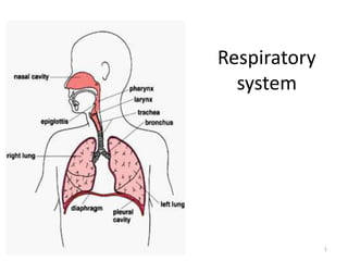 1
Respiratory
system
 