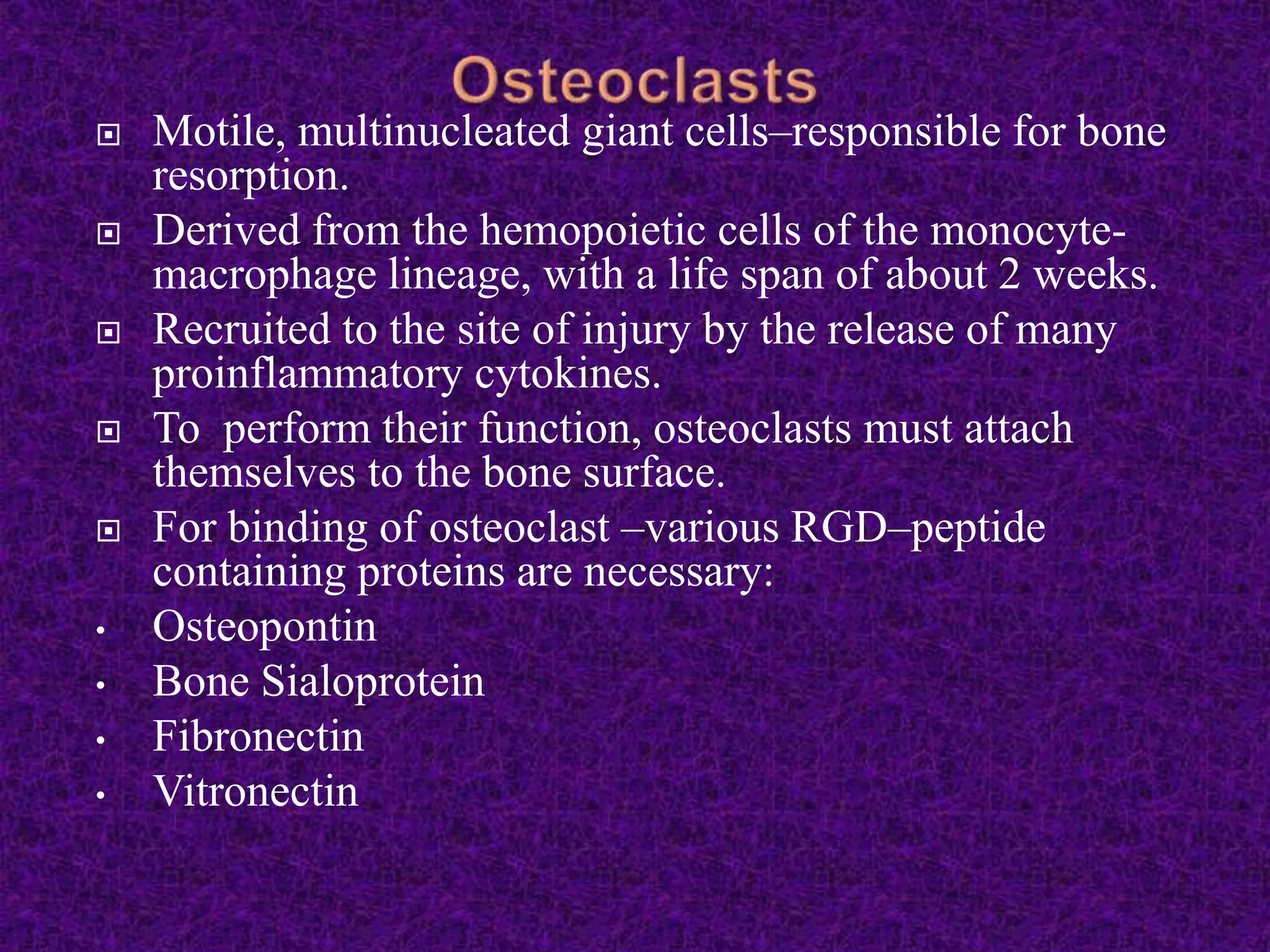  Motile, multinucleated giant cells–responsible for bone
resorption.
 Derived from the hemopoietic cells of the monocyte-
macrophage lineage, with a life span of about 2 weeks.
 Recruited to the site of injury by the release of many
proinflammatory cytokines.
 To perform their function, osteoclasts must attach
themselves to the bone surface.
 For binding of osteoclast –various RGD–peptide
containing proteins are necessary:
• Osteopontin
• Bone Sialoprotein
• Fibronectin
• Vitronectin
 