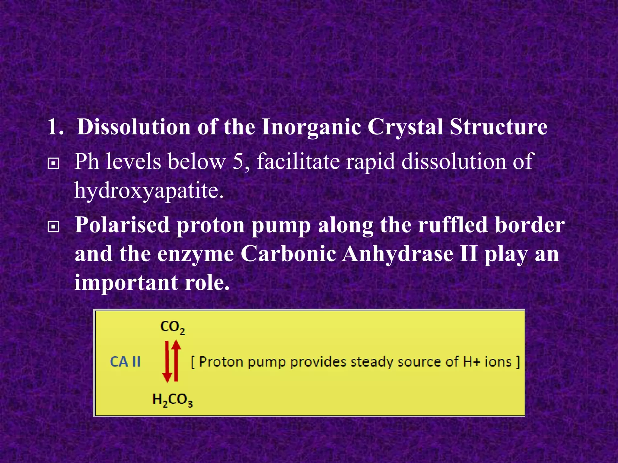 1. Dissolution of the Inorganic Crystal Structure
 Ph levels below 5, facilitate rapid dissolution of
hydroxyapatite.
 Polarised proton pump along the ruffled border
and the enzyme Carbonic Anhydrase II play an
important role.
 