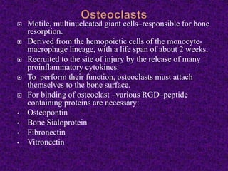  Motile, multinucleated giant cells–responsible for bone
resorption.
 Derived from the hemopoietic cells of the monocyte-
macrophage lineage, with a life span of about 2 weeks.
 Recruited to the site of injury by the release of many
proinflammatory cytokines.
 To perform their function, osteoclasts must attach
themselves to the bone surface.
 For binding of osteoclast –various RGD–peptide
containing proteins are necessary:
• Osteopontin
• Bone Sialoprotein
• Fibronectin
• Vitronectin
 