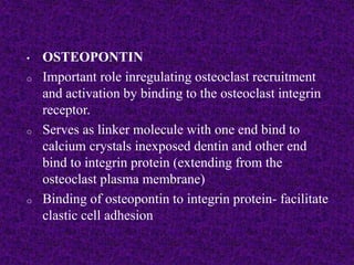 • OSTEOPONTIN
o Important role inregulating osteoclast recruitment
and activation by binding to the osteoclast integrin
receptor.
o Serves as linker molecule with one end bind to
calcium crystals inexposed dentin and other end
bind to integrin protein (extending from the
osteoclast plasma membrane)
o Binding of osteopontin to integrin protein- facilitate
clastic cell adhesion
 