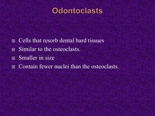  Cells that resorb dental hard tissues
 Similar to the osteoclasts.
 Smaller in size
 Contain fewer nuclei than the osteoclasts.
 