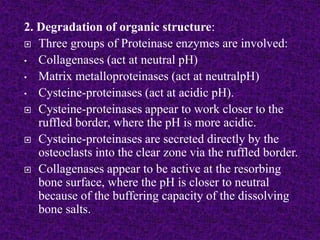 2. Degradation of organic structure:
 Three groups of Proteinase enzymes are involved:
• Collagenases (act at neutral pH)
• Matrix metalloproteinases (act at neutralpH)
• Cysteine-proteinases (act at acidic pH).
 Cysteine-proteinases appear to work closer to the
ruffled border, where the pH is more acidic.
 Cysteine-proteinases are secreted directly by the
osteoclasts into the clear zone via the ruffled border.
 Collagenases appear to be active at the resorbing
bone surface, where the pH is closer to neutral
because of the buffering capacity of the dissolving
bone salts.
 