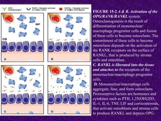 FIGURE 15-2 A & B. Activation of the
OPG/RANK/RANKL system.
Osteoclastogenesis is the result of
differentiation of mononuclear/
macrophage progenitor cells and fusion
of these cells to become osteoclasts. The
commitment of these cells to become
osteoclasts depends on the activation of
the RANK receptors on the surface of
RANKL, that is produced by stroma
cells and osteoblast.
C. RANKL is liberated into the tissue
and attaches to the receptors of the
mononuclear/macrophage progenitor
cells.
D. Mononuclear/macrophage cells
aggregate, fuse, and form osteoclasts.
Proresorptive factors are hormones and
cytokines such as PTH, 1,25(OH)2D3,
IL-1, IL-6, TNF, LIF and corticosteroids,
that activate osteoblasts and stroma cells
to produce RANKL and depress OPG.
 