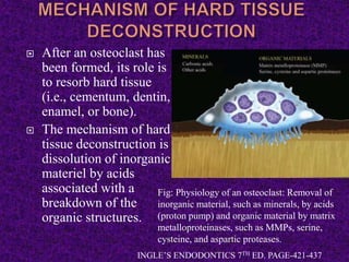  After an osteoclast has
been formed, its role is
to resorb hard tissue
(i.e., cementum, dentin,
enamel, or bone).
 The mechanism of hard
tissue deconstruction is
dissolution of inorganic
materiel by acids
associated with a
breakdown of the
organic structures.
Fig: Physiology of an osteoclast: Removal of
inorganic material, such as minerals, by acids
(proton pump) and organic material by matrix
metalloproteinases, such as MMPs, serine,
cysteine, and aspartic proteases.
INGLE’S ENDODONTICS 7TH ED. PAGE-421-437
 