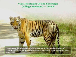 Visit The Realm Of The Sovereign
(Village Machaan) – TIGER
Experience the adventure trip of a lifetime in the pristine forests of
Pench Tiger Reserve by taking a chance of seeing a Wild Tiger with your
own eyes..
 