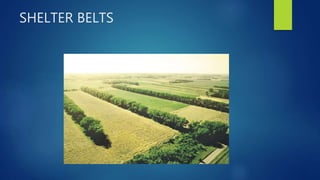 SHELTER BELTS
 