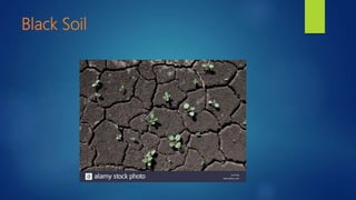 Black Soil
 