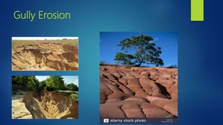 Gully Erosion
 