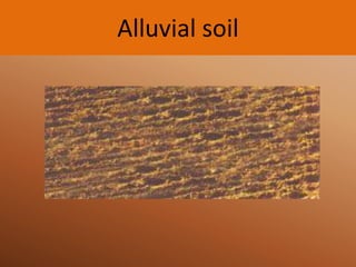 Alluvial soil

 