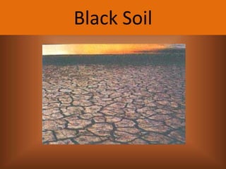 Black Soil

 