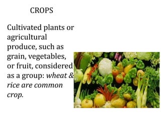 CROPS
Cultivated plants or
agricultural
produce, such as
grain, vegetables,
or fruit, considered
as a group: wheat &
rice are common
crop.
 